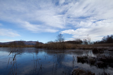 Palude Brabbia